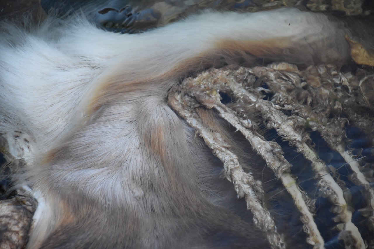 Even in death, the slowly disintegrating body of a drowned deer is eerily beautiful.